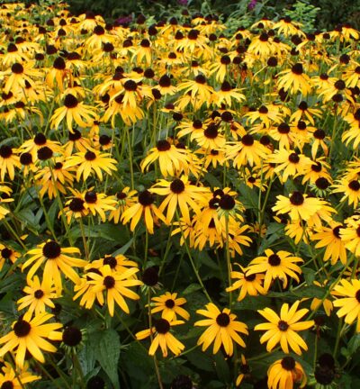Rudbeckia fulgida Goldsturm -  Zonnehoed