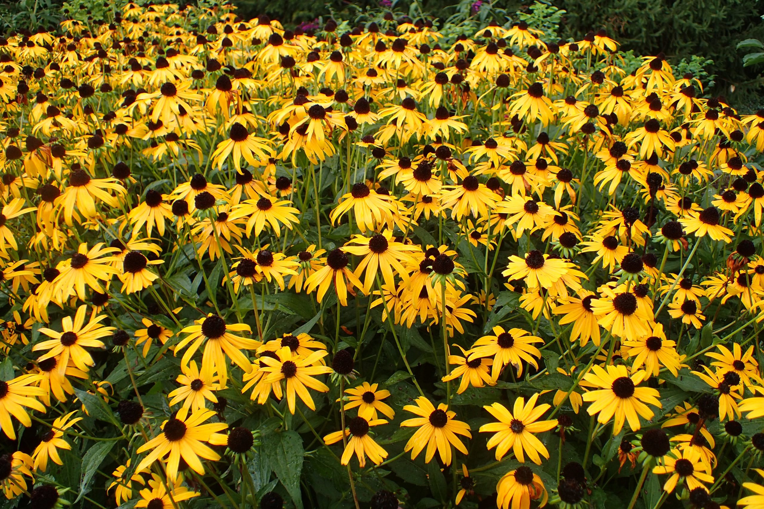 Rudbeckia Fulgida Goldsturm Sonnenschirm Online Kaufen PlantBezorgd Rudbeckia Fulgida Goldsturm Sonnenschirm Online Kaufen PlantBezorgd