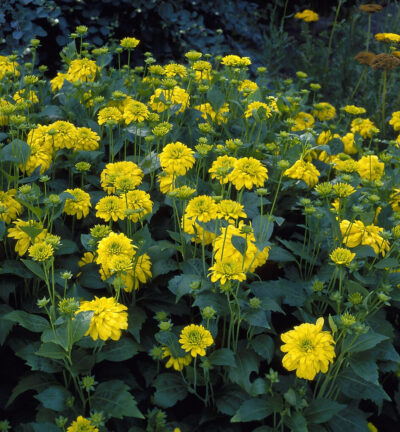 Rudbeckia laciniata 'Goldquelle' - Zonnehoed