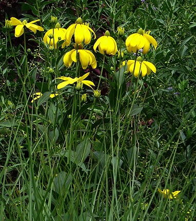Rudbeckia nitida 'Herbstsonne' - Zonnehoed