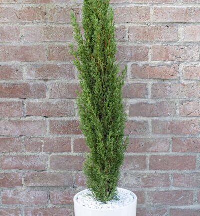 Cupressus sempervirens 'Totem' - Italiaanse Cipres
