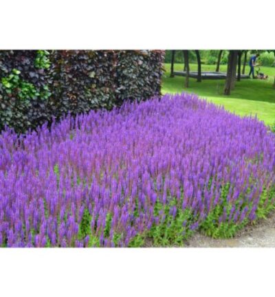Salvia nemorosa Ostfriesland - Salie