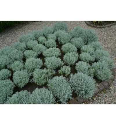 Santolina Chamaecyparissus - Heiligenbloem