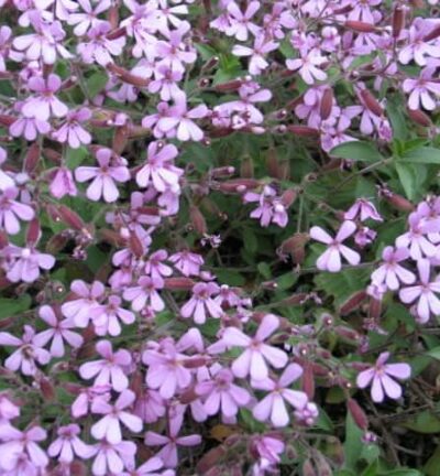 Saponaria 'Ocymoides' - Zeepkruid