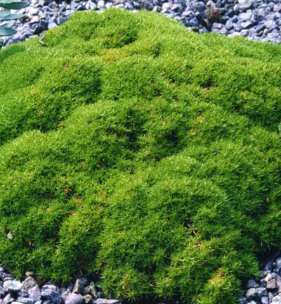 Scleranthus uniflorus - Mosplant