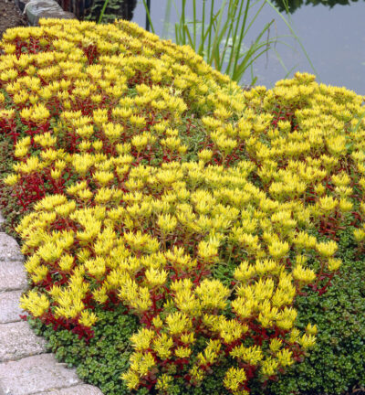 Sedum Oreganum - Vetkruid