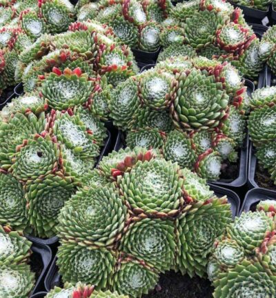 Sempervivum Arachnoideum - Spinnenwebhuislook