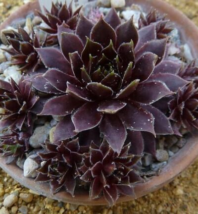 Sempervivum Dark Beauty - Huislook