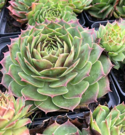 Sempervivum Tectorum - Gewone Huislook