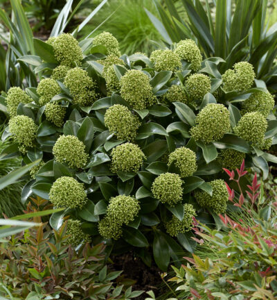 Skimmia japonica White Globe - Blumen-Skimmia