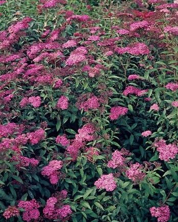Spiraea japonica 'Anthony Waterer' - Spierstruik
