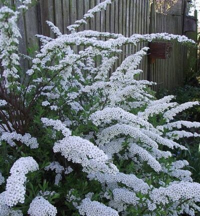 Spiraea cinerea 'Grefsheim' - Muskelbusch
