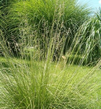 Sporobolus Heterolepis - Parelgras