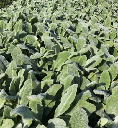 Stachys byzantina - Ezelsoor