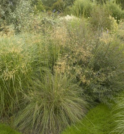 Stipa 'gigantea' - Reuzenvedergras