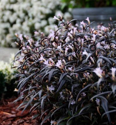 Strobilanthes anisophyllus 'Brunetthy' - Trompetkruid