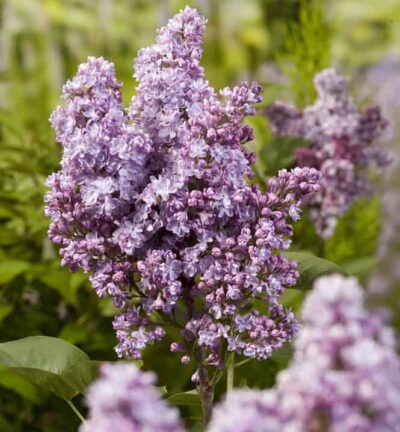 Syringa vulgaris 'Belle de Nancy' - Sering