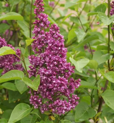 Syringa vulgaris 'Charles Joly' - Sering