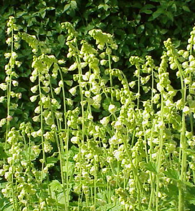 Tellima Grandiflora - Franjekelk