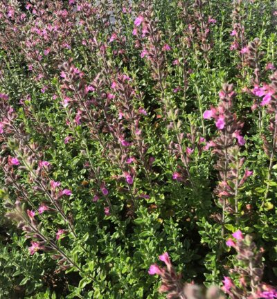 Teucrium lucidrys - Gamander