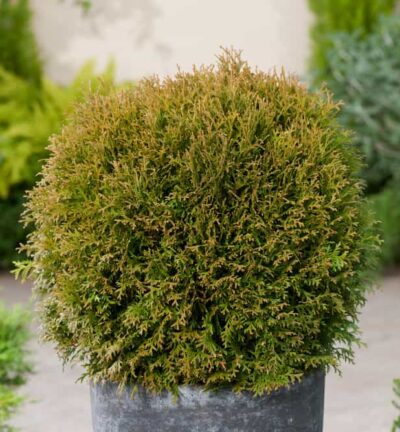 Thuja occidentalis 'Danica' - Westerse levensboom