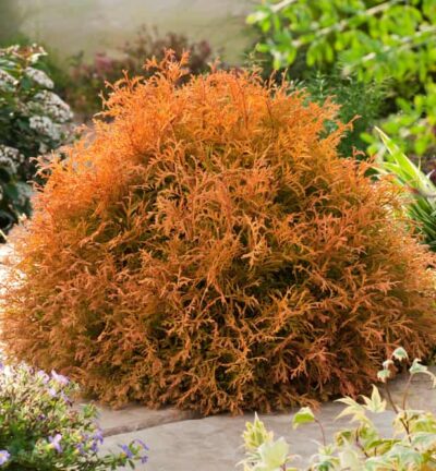 Thuja occidentalis 'Rheingold' - Westerse levensboom