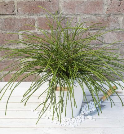 Thuja plicata 'Whipcord' - Westerse levensboom