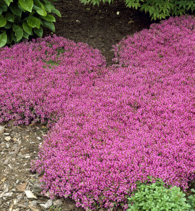 Thymus praecox 'Coccineus' - Kriechender Thymian