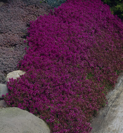 Thymus praecox 'Purple Beauty' - Kruiptijm