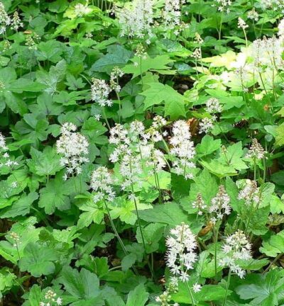 Tiarella Cordifolia - Schuimkaars