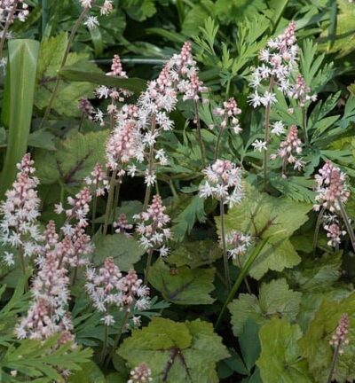 Tiarella Wherryi - Schuimkaars