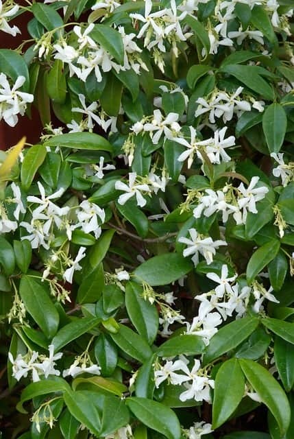 toxiciteit Beweren Vervorming Trachelospermum jasminoides - Toscaanse Jasmijn - PlantBezorgd