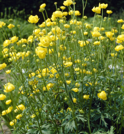 Trollius europaeus - Kogelbloem