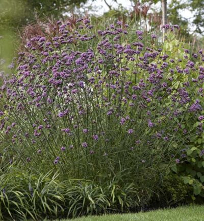 Verbena bonariensis - Schafgarbe