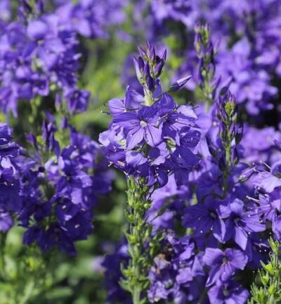 Veronica austriaca 'Knallblau' - Ereprijs