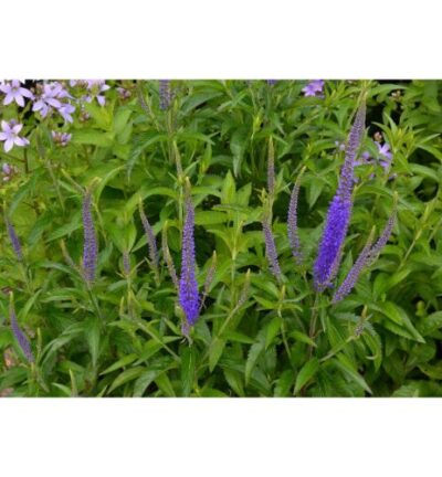 Veronica longifolia 'Blauriesin' - Ereprijs
