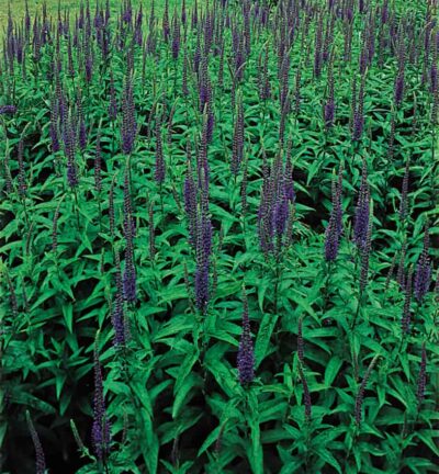 Veronica spicata - Ereprijs