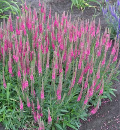 Veronica spicata 'Rotfuchs' - Ereprijs