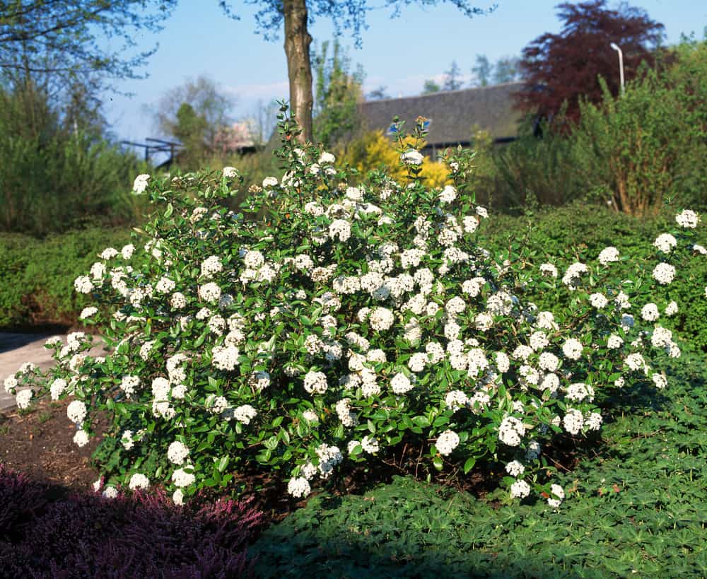 Viburnum Burkwoodii Sneeuwbal PlantBezorgd