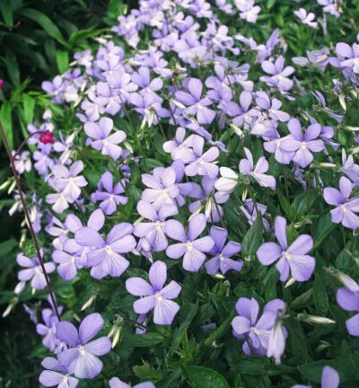 Viola cornuta 'Boughton Blue' - Viooltje