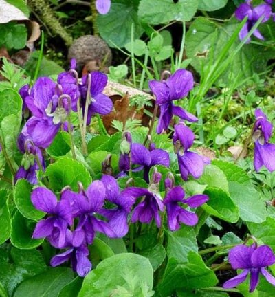 Viola odorata - März-Stiefmütterchen