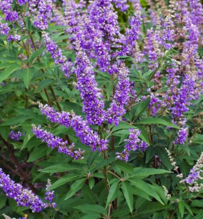 Vitex Agnus-castus - Monnikspeper