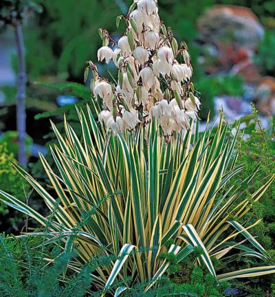 Yucca filamentosa 'Bright Edge' - Palmlelie