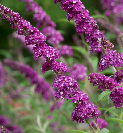 Buddleja davidii Berries & Cream - Vlinderstruik