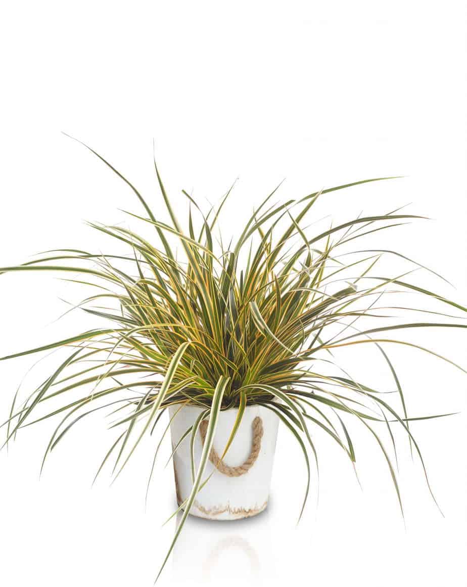 Carex morrowii EverColor® 'Everglow' - Zegge - PlantBezorgd