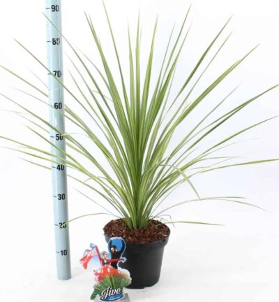 Cordyline 'Jive' - Koolpalm