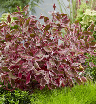 Cornus alba 'Miracle' - Hartriegel