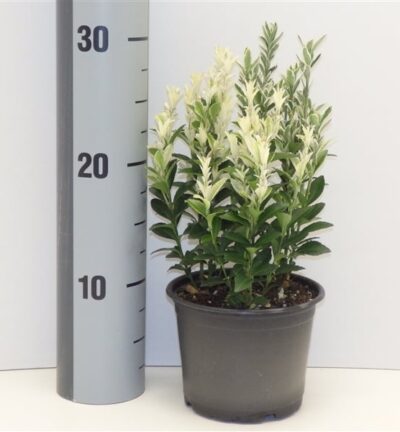 Euonymus japonicus 'Francien' - Japanse Kardinaalsmuts