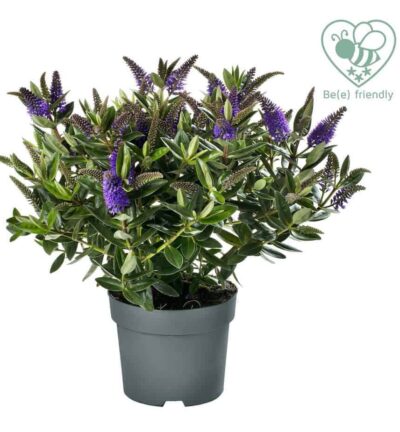 Hebe Addenda 'Britta' - Strauchveronika