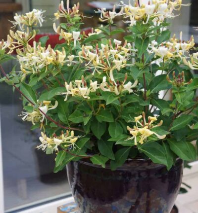 Lonicera periclymenum 'Blond & Beyond' (=Honey Baby) - Kamperfoelie